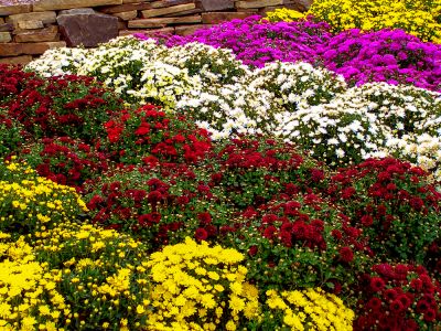 Flower Planting - Pro Services Tallahassee, Florida