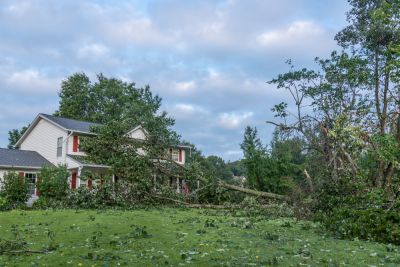 Fallen Tree Removal - Pro Services Cincinnati, Ohio