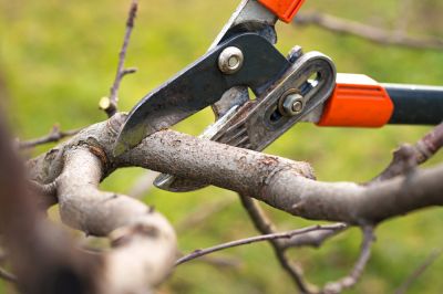 Fruit Tree Pruning, Pro Services, New Hampshire