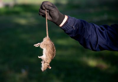 Mouse Pest Control - Pro Services Madison, Wisconsin