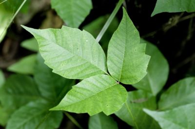 Poison Ivy Control - Pro Services Tallahassee, Florida