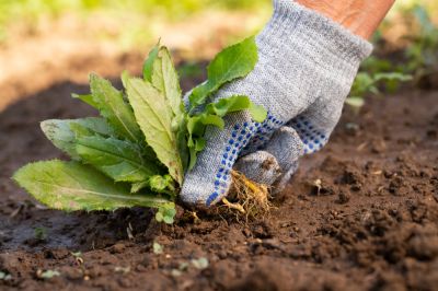 Weed Control - Pro Services Lubbock, Texas